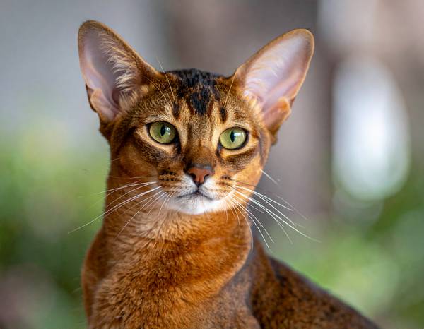 Gros plan sur le motif ticked du pelage d'un Abyssin.