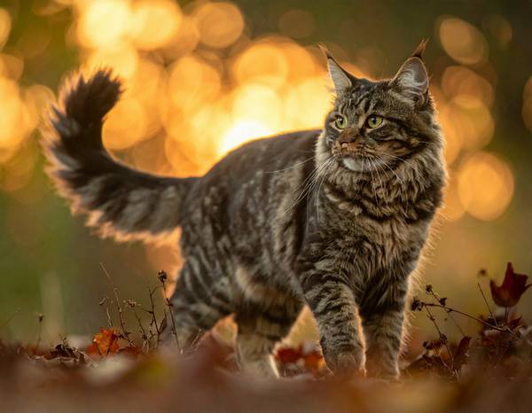 Gros plan sur la queue courte et touffue d'un American Bobtail.