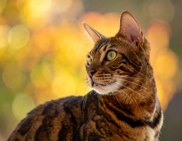 Gros plan sur les rosettes distinctives d'un chat Bengal.