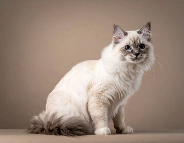 Gros plan sur les yeux bleus et les gants blancs d'un Birman.