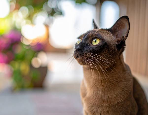 Gros plan sur le visage rond et les grands yeux du Burmese.