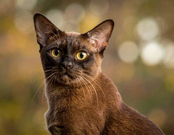 Un chat Burmese au pelage court et brillant, avec des yeux dorés.