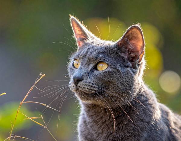 Gros plan sur la tête d'un Chartreux, montrant son sourire caractéristique.