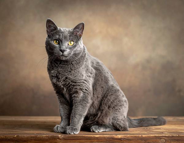 Un chat Chartreux au pelage bleu-gris et aux yeux ambrés.