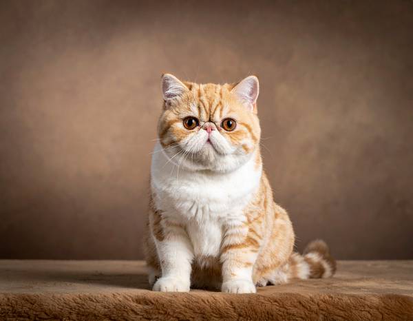 Gros plan sur le visage rond et les grands yeux d'un Exotic Shorthair.