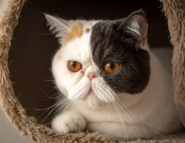 Un Exotic Shorthair au visage plat et au pelage court et dense.