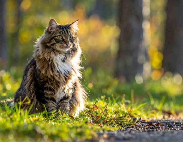 Gros plan sur la tête d'un Norvégien montrant sa collerette et ses oreilles touffues.