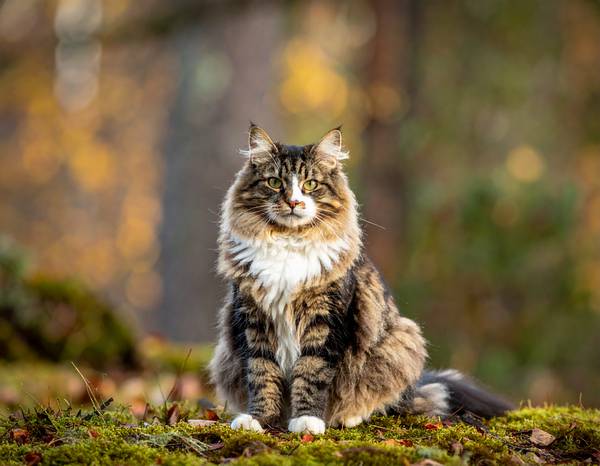 Un Norvégien majestueux avec son pelage long et dense.