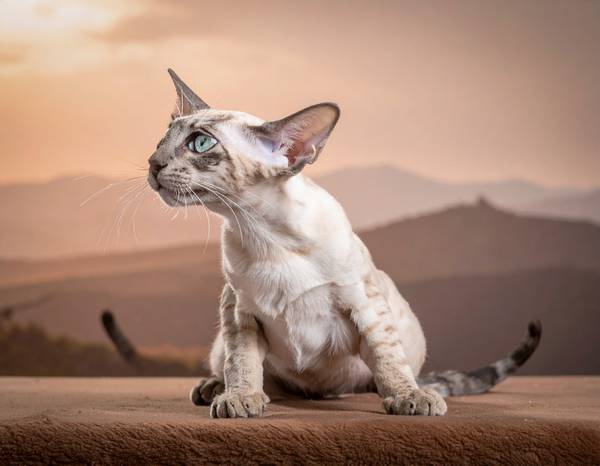 Gros plan sur la tête cunéiforme d'un Oriental, mettant en évidence ses grandes oreilles.