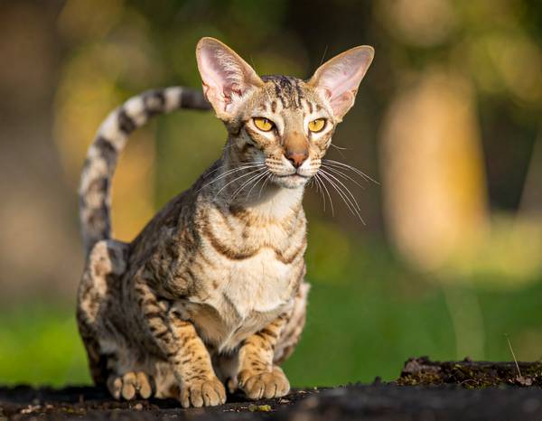 Un chat Oriental à poil court élégant, aux grandes oreilles et aux yeux verts.