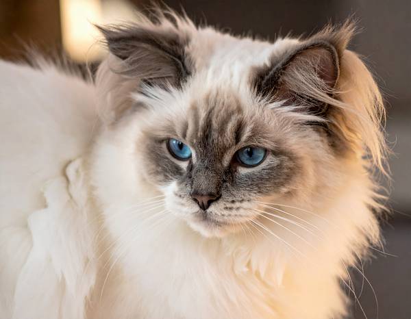 Gros plan sur les yeux bleus perçants d'un Ragdoll.