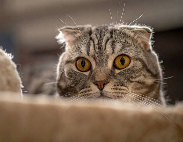 Gros plan sur un Scottish Fold montrant ses yeux ronds et ses oreilles pliées.