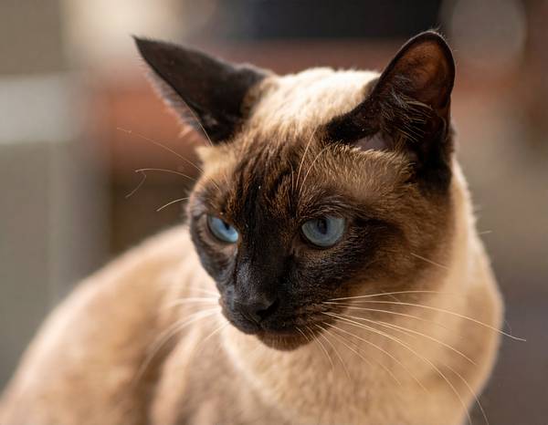Gros plan sur la tête d'un Siamois montrant ses yeux en amande et son museau foncé.