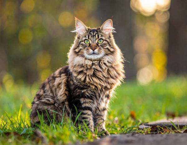 Gros plan sur la tête d'un Sibérien, montrant sa collerette et ses yeux expressifs.