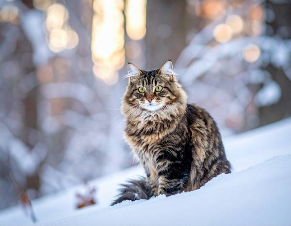 Un chat Sibérien majestueux au pelage dense et aux yeux verts.