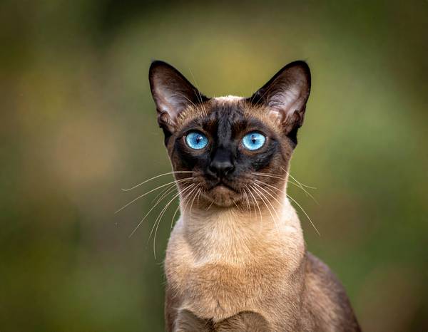 Un chat Tonkinois au pelage court et aux yeux aqua ou bleus.